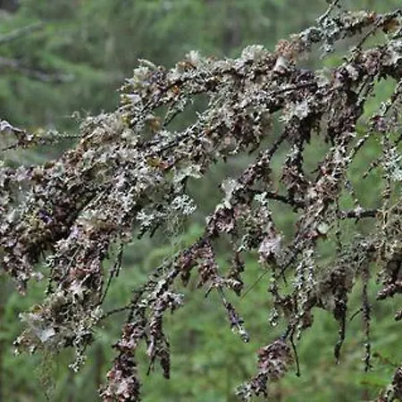 Kultaranta By Interhome Patiala