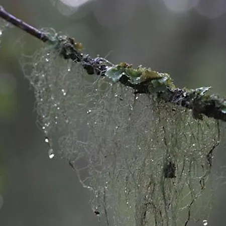 Kultaranta By Interhome Ferienhaus