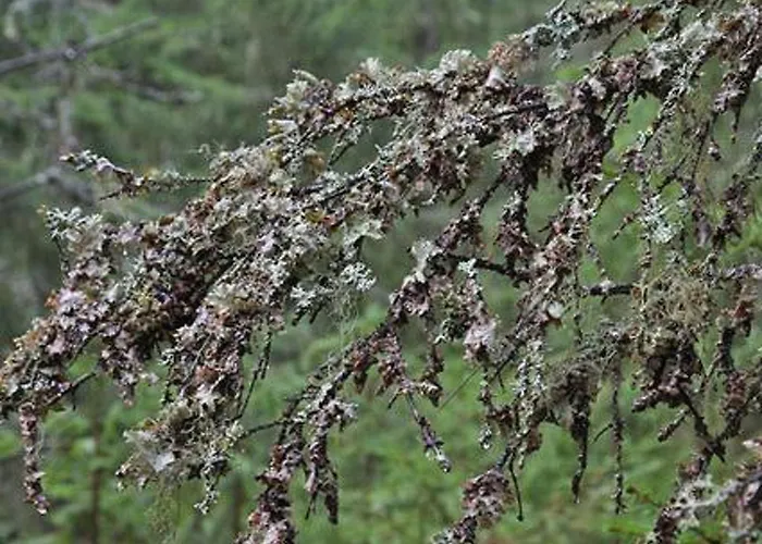 Kultaranta By Interhome *